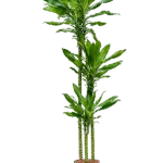 Dracaena fragrans 'Burundii' Hydrocultuur