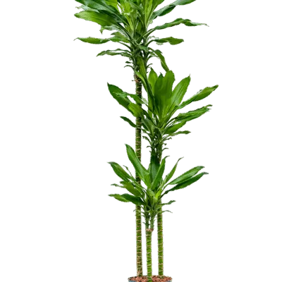 Dracaena fragrans 'Burundii' Hydrocultuur - 160