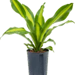 Dracaena fragrans 'Burley' Hydrocultuur