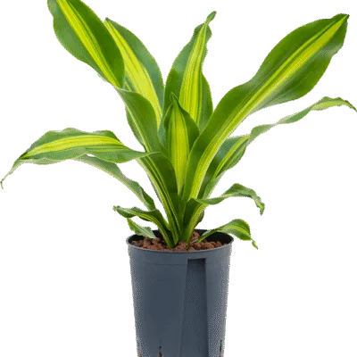 Dracaena fragrans 'Burley' Hydrocultuur - 45