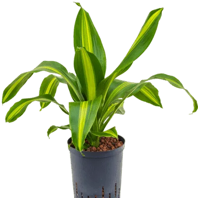 Dracaena fragrans 'Burley' Hydrocultuur - 50