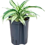 Dracaena fragrans 'Malaika' Hydrocultuur - 30cm pot 15cm