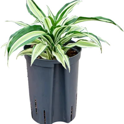 Dracaena fragrans 'Malaika' Hydrocultuur - 30cm pot 15cm