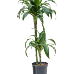 Dracaena fragrans 'Dorado' Hydrocultuur