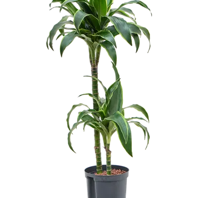 Dracaena fragrans 'Dorado' Hydrocultuur - 90