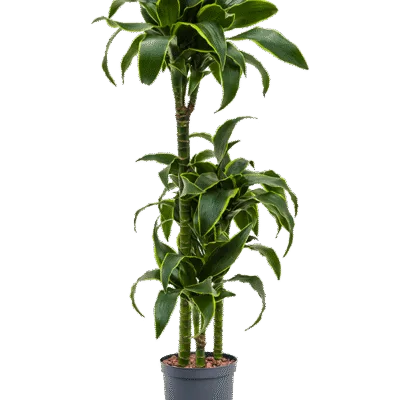 Dracaena fragrans 'Dorado' Hydrocultuur - 100