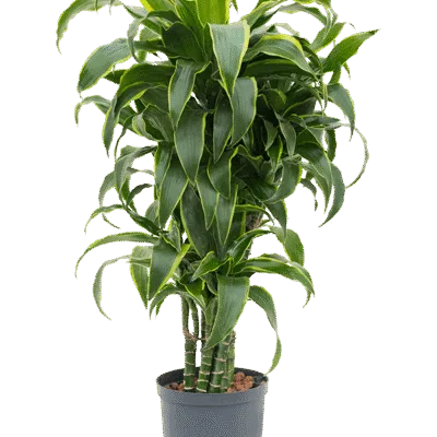 Dracaena fragrans 'Dorado' - Vertakt Hydrocultuur - 80