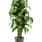 Dracaena fragrans 'Dorado' - Vertakt Hydrocultuur