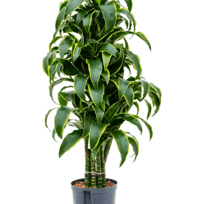 Dracaena fragrans 'Dorado' - Vertakt Hydrocultuur - 100