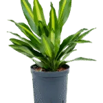 Dracaena fragrans 'Cintho' Hydrocultuur - 40cm pot 15cm