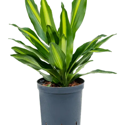 Dracaena fragrans 'Cintho' Hydrocultuur - 40cm pot 15cm