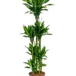 Dracaena fragrans 'Cintho' Hydrocultuur