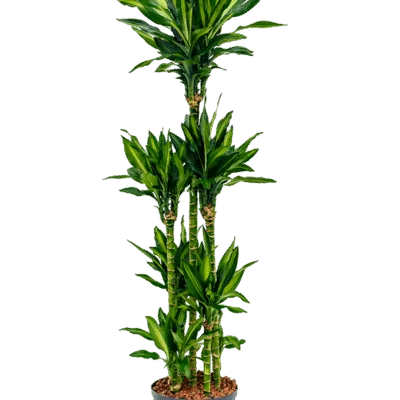Dracaena fragrans 'Cintho' hydrocultuur plant