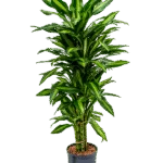 Dracaena fragrans 'Cintho' - Vertakt Hydrocultuur
