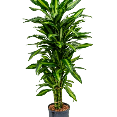 Dracaena fragrans 'Cintho' - Vertakt Hydrocultuur - 110