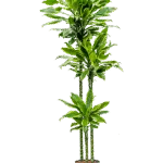Dracaena fragrans 'Golden Coast' Hydrocultuur