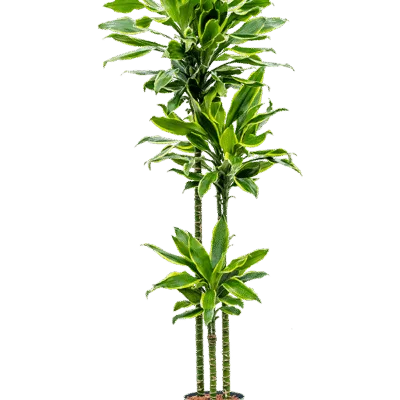 Dracaena fragrans 'Golden Coast' Hydrocultuur - 160