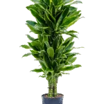 Dracaena fragrans 'Golden Coast' - Vertakt Hydrocultuur