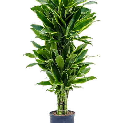 Dracaena fragrans 'Golden Coast' - Vertakt Hydrocultuur - 110