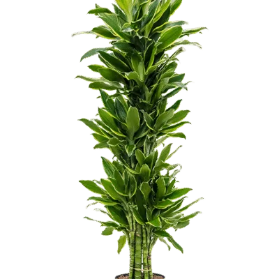 Dracaena fragrans 'Golden Coast' - Vertakt Hydrocultuur - 145