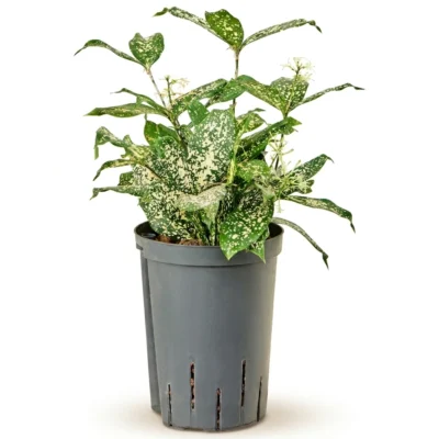 Goud Dracaena 'Florida Beauty' Toef (Dracaena surculosa)