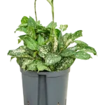 Dracaena godseffiana 'Florida beauty' - Toef Hydrocultuur