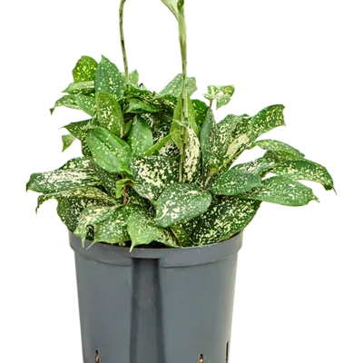 Dracaena godseffiana 'Florida beauty' - Toef Hydrocultuur - 40