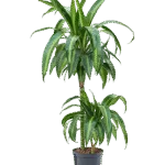 Dracaena fragrans ‘Hawaiian Sunshine’ Hydrocultuur