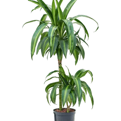 Dracaena fragrans 'Hawaiian Sunshine' Hydrocultuur - 95cm pot 15cm