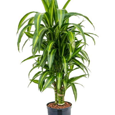 Dracaena fragrans 'Hawaiian Sunshine' Hydrocultuur - 100cm pot 18cm