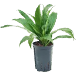 Dracaena fragrans 'Janet Craig' - 2pp Hydrocultuur