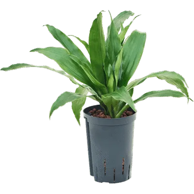 Dracaena fragrans 'Janet Craig' - 2pp Hydrocultuur - 35
