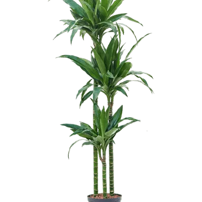 Dracaena fragrans 'Janet Craig' Hydrocultuur - 145