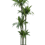 Dracaena fragrans 'Janet Craig' Hydrocultuur