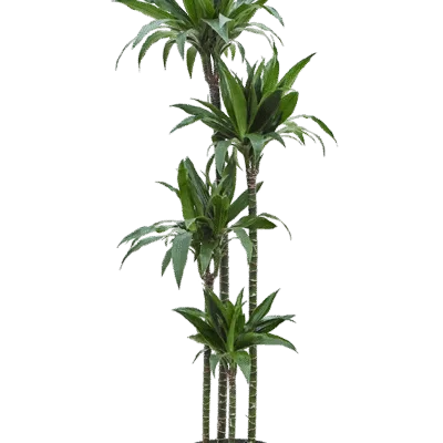 Dracaena fragrans 'Janet Craig' hydrocultuur plant