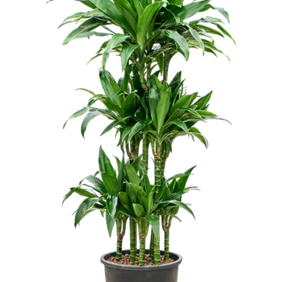 Dracaena fragrans 'Janet Craig' Hydrocultuur - 150