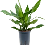 Dracaena fragrans 'Janet Lind' Hydrocultuur - 50cm pot 15cm