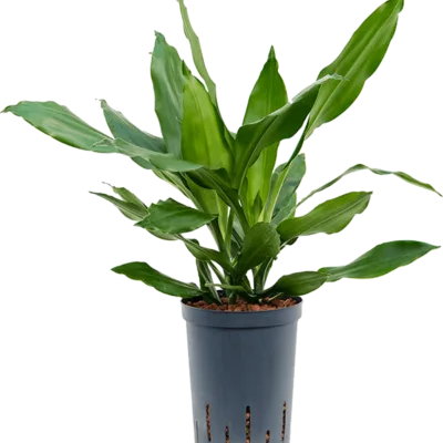 Dracaena fragrans 'Janet Lind' Hydrocultuur - 50cm pot 15cm