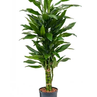 Dracaena fragrans 'Janet Lind' - Vertakt Hydrocultuur - 135