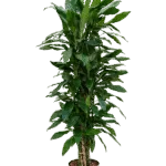 Dracaena fragrans 'Janet Lind' - Vertakt Hydrocultuur