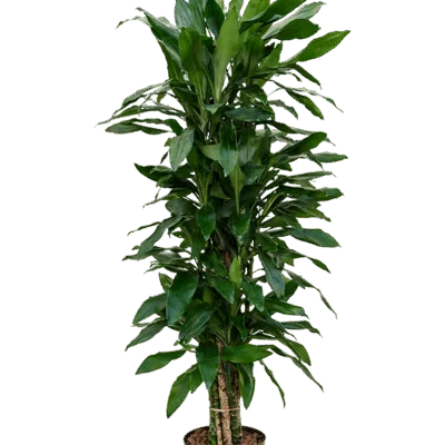 Dracaena fragrans 'Janet Lind' - Vertakt Hydrocultuur - 145