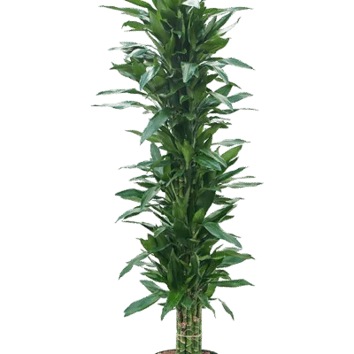 Dracaena fragrans 'Janet Lind' - Vertakt Hydrocultuur - 180