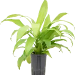 Dracaena fragrans 'Limelight' Hydrocultuur - 50cm pot 15cm