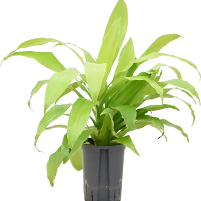Dracaena fragrans 'Limelight' Hydrocultuur - 50cm pot 15cm
