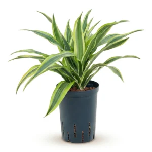 Dracaena Marginata Kop
