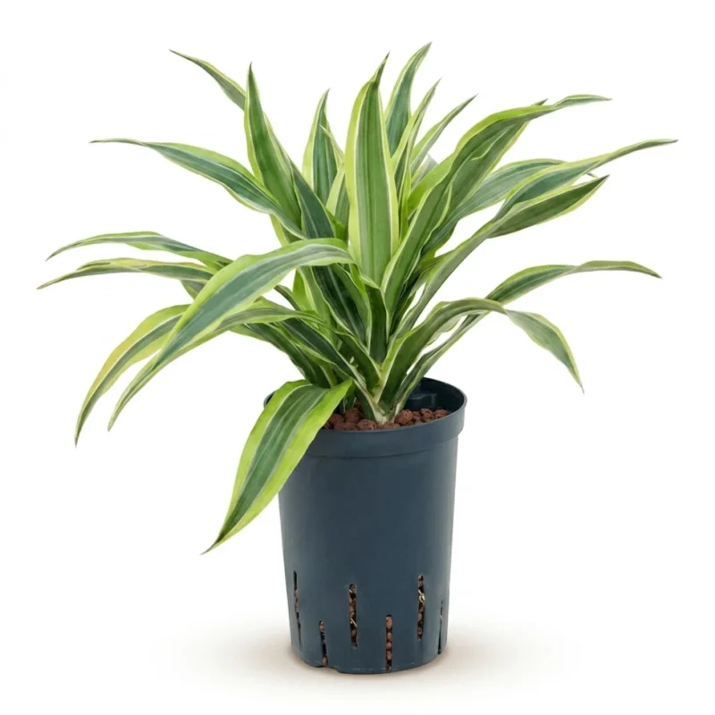 Drakenbloedboom 'Lemon Lime' Kop 2pp