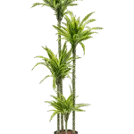 Dracaena fragrans 'Lemon Lime' Hydrocultuur