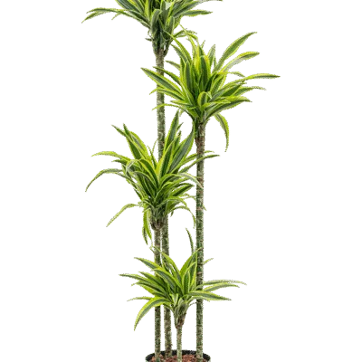 Dracaena fragrans 'Lemon Lime' hydrocultuur plant