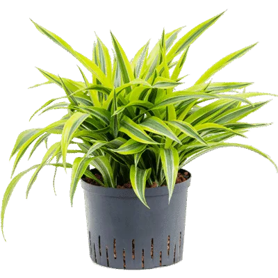 Dracaena fragrans 'Lemon Lime' Hydrocultuur - 45cm pot 25cm