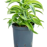 Dracaena fragrans 'Lemon Surprise' Hydrocultuur